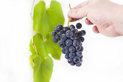 Close-up of hand holding grapes over white background