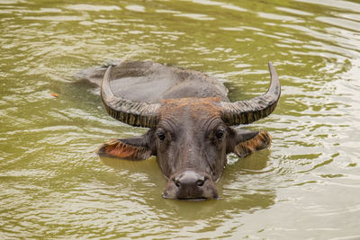 Portrait of water buffalo in lake