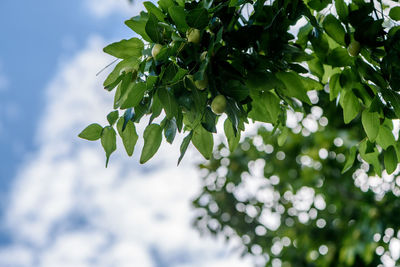 Close-up of leaves on tree