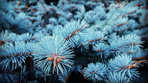 Close-up of pine tree