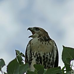 Low angle view of bird perching on branch