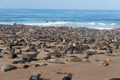Sea lions on sand at beach
