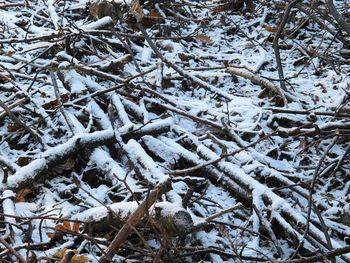 Close-up of tree branches during winter