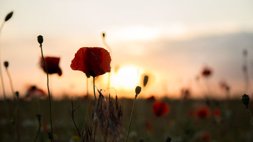 Close-up of red flowering plants on field against sky during sunset