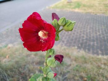 Close-up of red flower on field