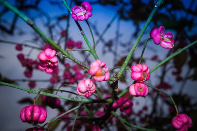 Low angle view of pink flowers on branch