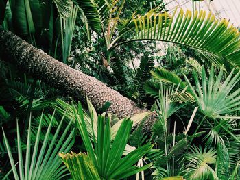 Palm trees against plants