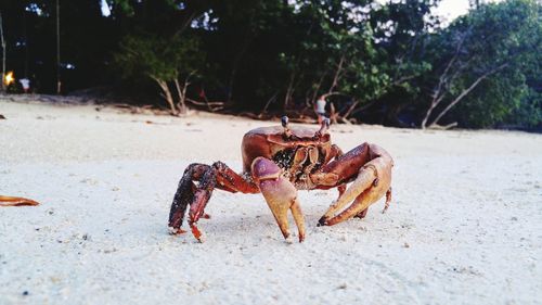 Close-up of crab on sand