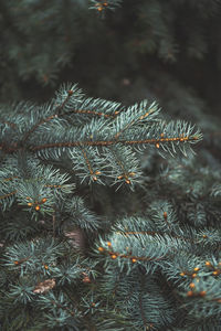 High angle view of pine tree 