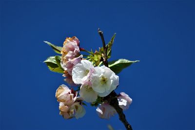 Low angle view of cherry blossom against clear blue sky