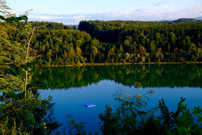 Reflection of trees in calm lake