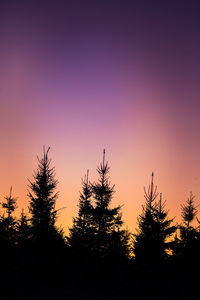 A beautiful fir tree silhouettes against the dawn sky. early winter scenery during the sunrise. 