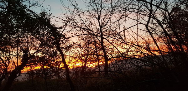 Silhouette bare trees against sky during sunset