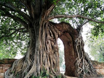 Low angle view of tree