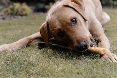 Close-up of dog relaxing on field