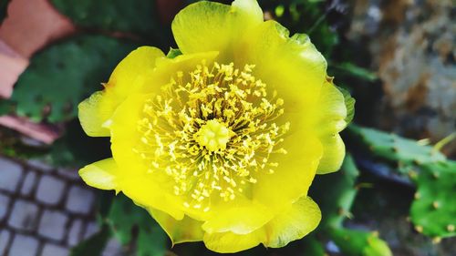 Close-up of yellow flowering plant