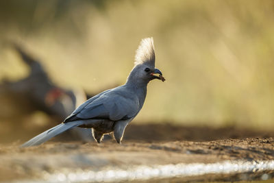 Close-up of bird perching on rock