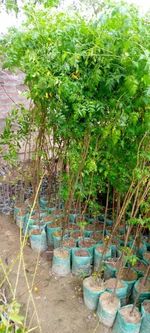 High angle view of potted plants in yard