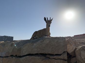 Low angle view of animal on rock against sky