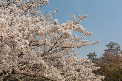 Low angle view of cherry blossom tree against clear sky