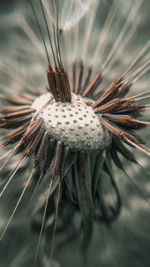 Close-up of wilted plant on field