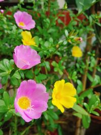 Close-up of yellow flowers blooming outdoors