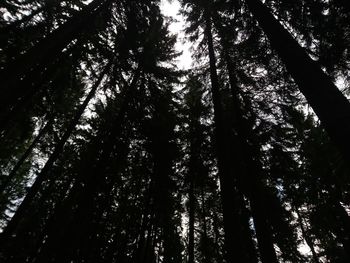 Low angle view of trees