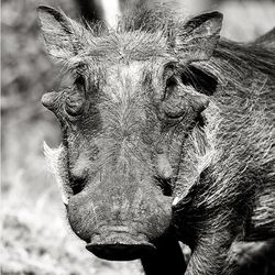 Close-up of animal eye