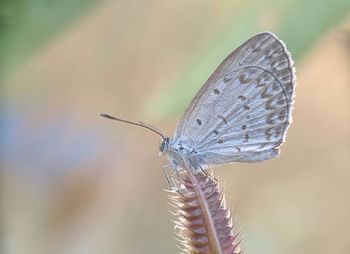 Close-up of butterfly on flower