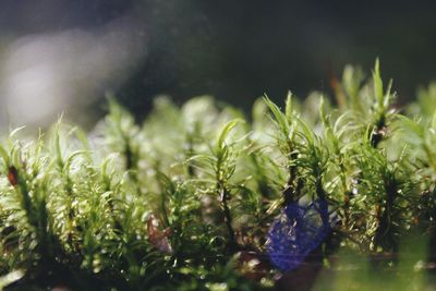 Close-up of plants growing on table