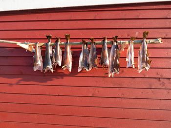 Drying of cod fishes. unsalted codfish dried by air wind on racks. red and white traditional house