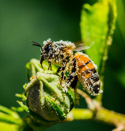 Close-up of bee covered in pollen on a flower bud