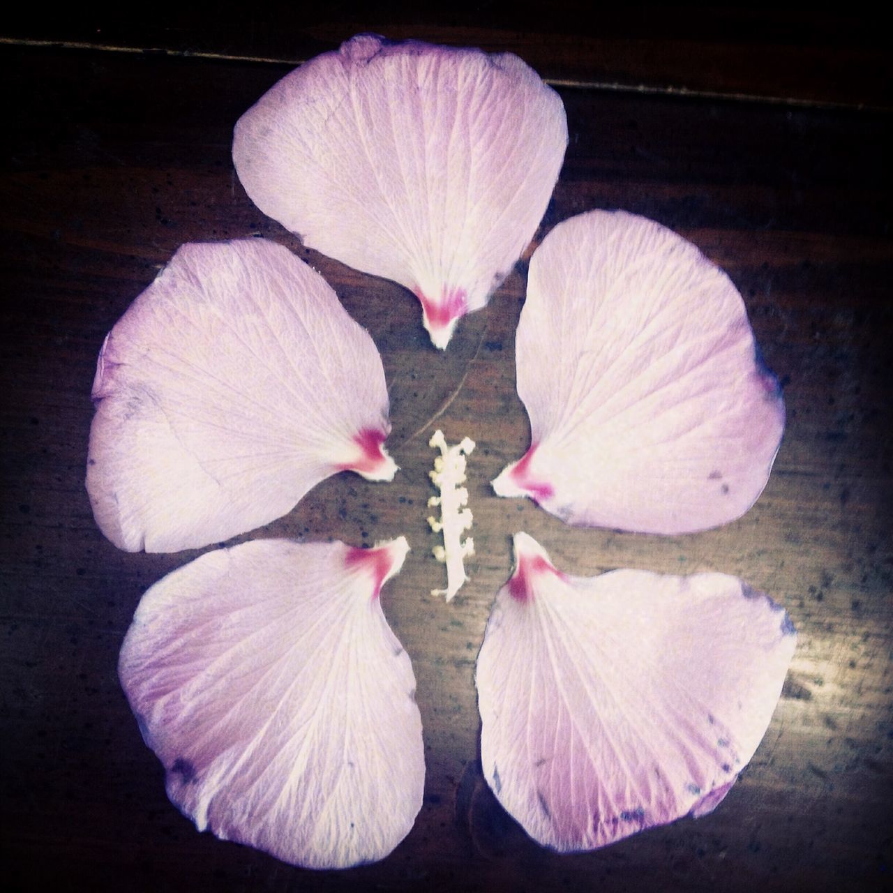 flower, petal, fragility, flower head, freshness, close-up, beauty in nature, nature, pink color, growth, black background, high angle view, white color, single flower, studio shot, indoors, orchid, no people, still life, natural pattern