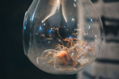 Close-up of jellyfish swimming in sea