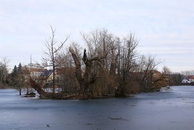 Frozen bare trees on field against sky during winter