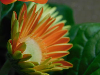 Close-up of orange flower head