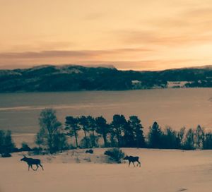 Scenic view of landscape at sunset