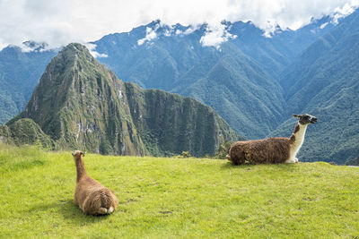 Llama sitting on field against mountains