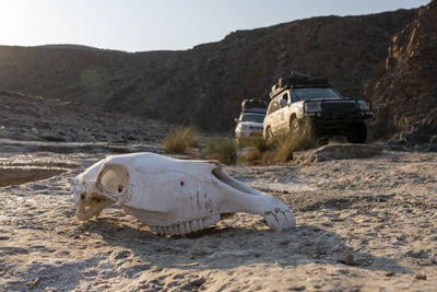 A herbivore skull rests on the rocky banks of a river in a canyon