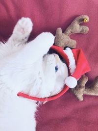 High angle view of cat lying down on bed