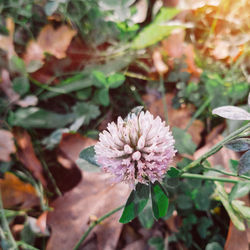 Close-up of flower blooming outdoors