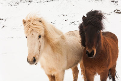 Two horses on snow covered land