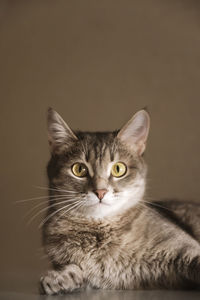 Close-up portrait of cat against gray background