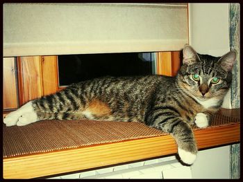 Portrait of cat lying on bed