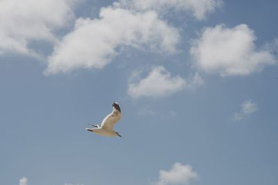 Low angle view of seagull flying