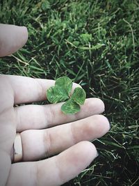 Close-up of hand holding plant
