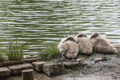 Sheep relaxing in water