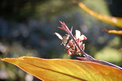 Close-up of butterfly on flower