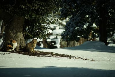 Cats living in nagahama-jo castle park at snowy morning