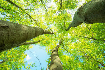 Low angle view of tree trunk